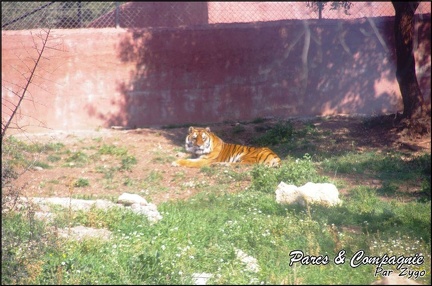 zoo frejus - Carnivores - Tigres - 065