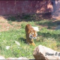 zoo frejus - Carnivores - Tigres - 066