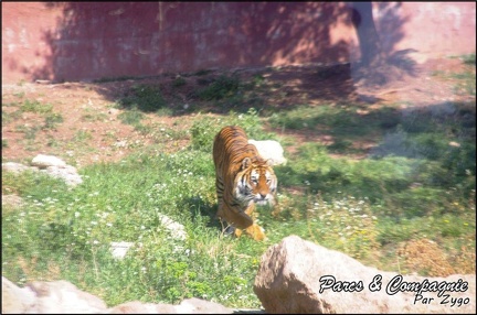 zoo frejus - Carnivores - Tigres - 066