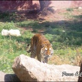 zoo frejus - Carnivores - Tigres - 067