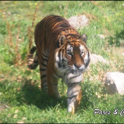 zoo frejus - Carnivores - Tigres