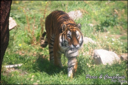 zoo frejus - Carnivores - Tigres - 068