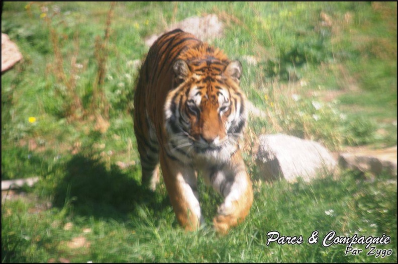 zoo_frejus_-_Carnivores_-_Tigres_-_069.jpg