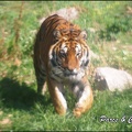 zoo frejus - Carnivores - Tigres - 069