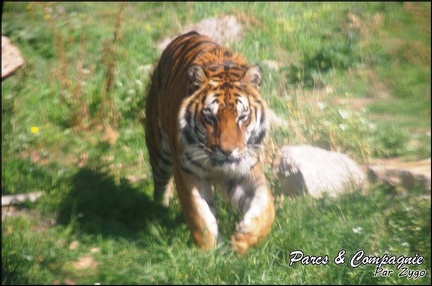 zoo frejus - Carnivores - Tigres - 069