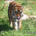 zoo frejus - Carnivores - Tigres - 070
