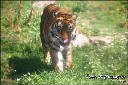 zoo frejus - Carnivores - Tigres - 070