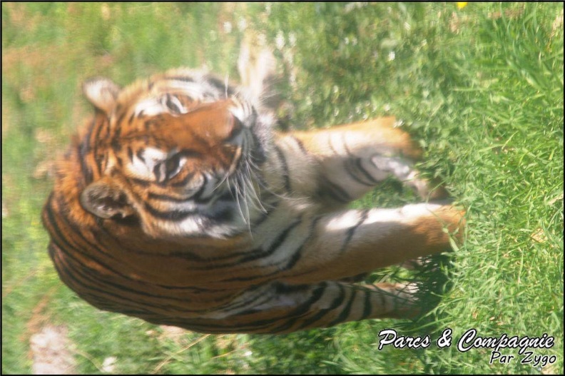 zoo_frejus_-_Carnivores_-_Tigres_-_071.jpg