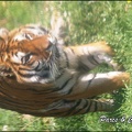 zoo frejus - Carnivores - Tigres - 071