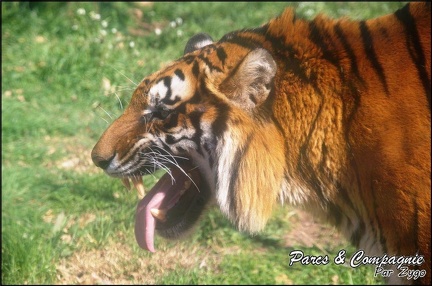 zoo frejus - Carnivores - Tigres - 072