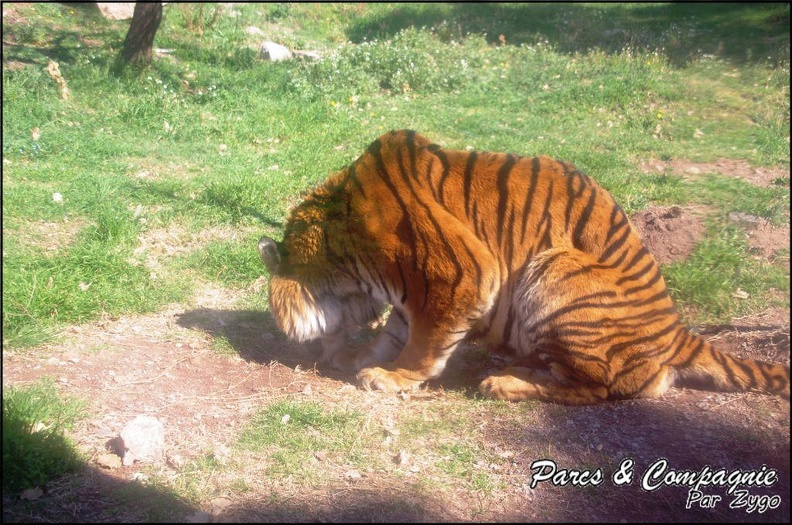zoo_frejus_-_Carnivores_-_Tigres_-_073.jpg