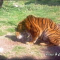 zoo frejus - Carnivores - Tigres - 073