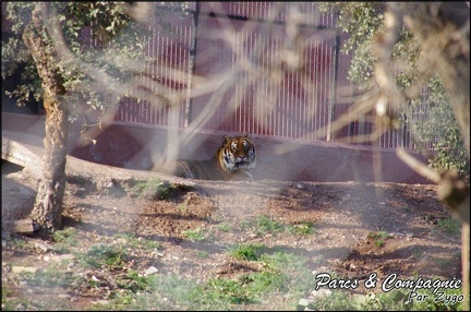 zoo frejus - Carnivores - Tigres - 074
