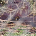 zoo frejus - Carnivores - Tigres - 075