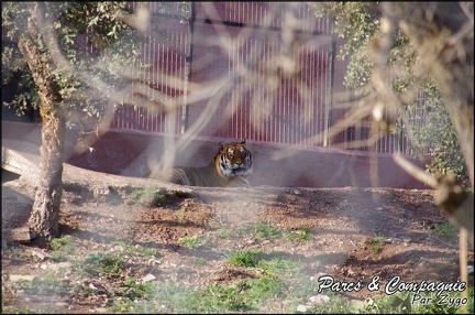 zoo frejus - Carnivores - Tigres - 075