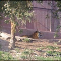zoo frejus - Carnivores - Tigres - 076