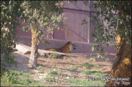 zoo frejus - Carnivores - Tigres - 077