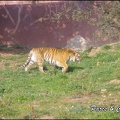 zoo frejus - Carnivores - Tigres - 078