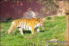 zoo frejus - Carnivores - Tigres - 079