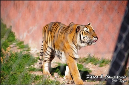 zoo frejus - Carnivores - Tigres - 080