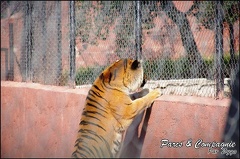 zoo frejus - Carnivores - Tigres - 081
