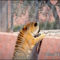 zoo frejus - Carnivores - Tigres - 081