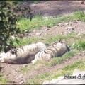 zoo frejus - Carnivores - hyene - 043