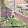 zoo frejus - Carnivores - hyene - 044