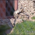 zoo frejus - Carnivores - hyene - 045