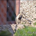 zoo frejus - Carnivores - hyene - 046