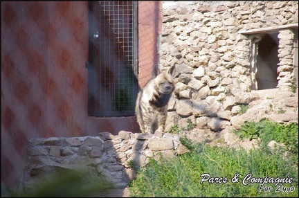 zoo frejus - Carnivores - hyene - 046