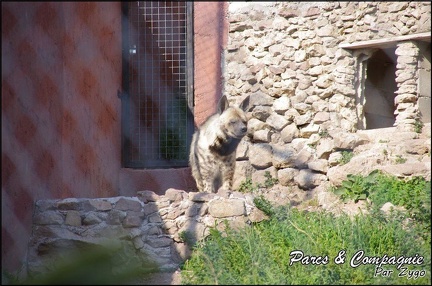 zoo frejus - Carnivores - hyene - 047
