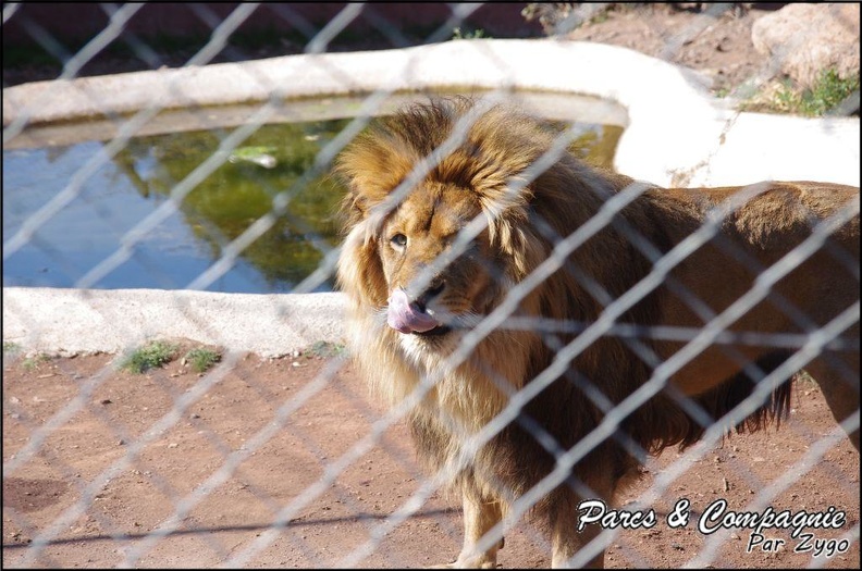 zoo_frejus_-_Carnivores_-_lions_-_048.jpg