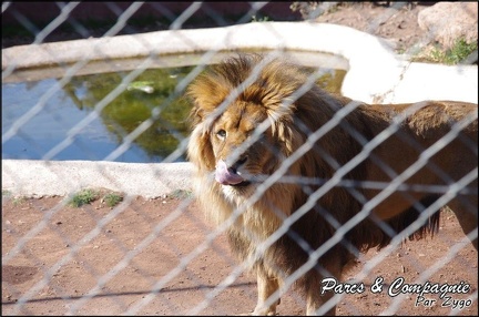 zoo frejus - Carnivores - lions - 048