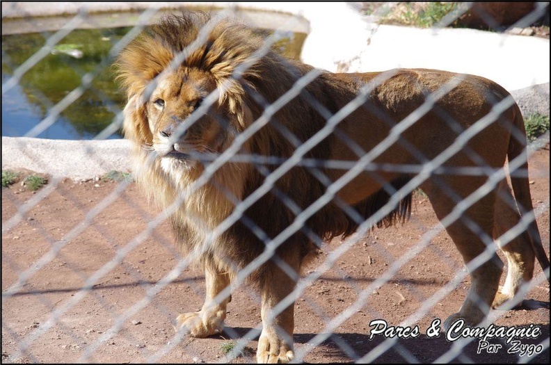 zoo_frejus_-_Carnivores_-_lions_-_049.jpg