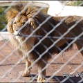 zoo frejus - Carnivores - lions - 049