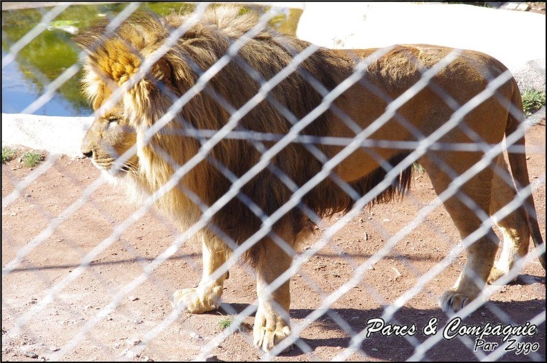 zoo_frejus_-_Carnivores_-_lions_-_050.jpg