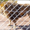 zoo frejus - Carnivores - lions - 050