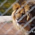 zoo frejus - Carnivores - lions - 051