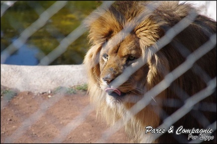 zoo frejus - Carnivores - lions - 051