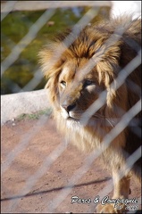 zoo frejus - Carnivores - lions - 052