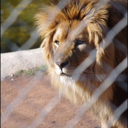 zoo frejus - Carnivores - lions