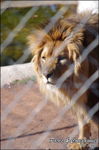 zoo_frejus_-_Carnivores_-_lions_-_052.jpg