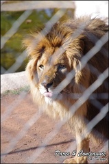zoo frejus - Carnivores - lions - 053