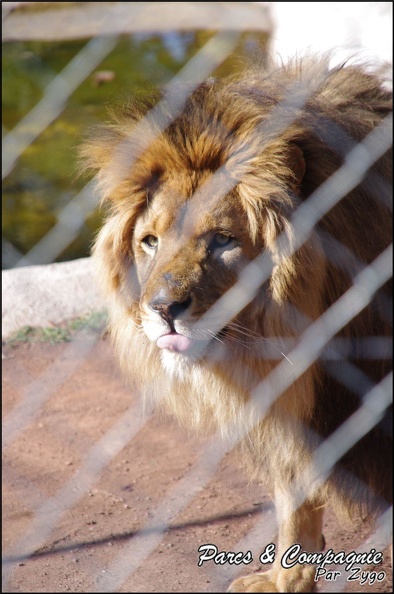 zoo_frejus_-_Carnivores_-_lions_-_053.jpg