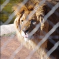 zoo frejus - Carnivores - lions - 053