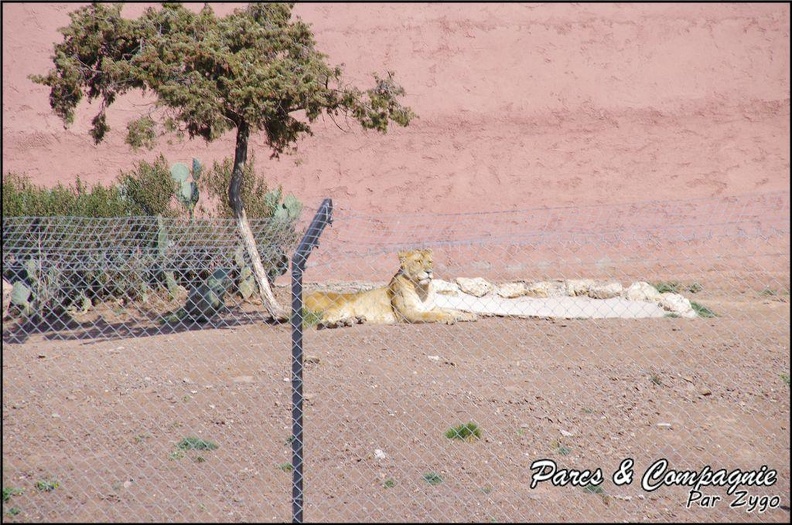 zoo_frejus_-_Carnivores_-_lions_-_054.jpg