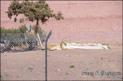zoo frejus - Carnivores - lions - 054