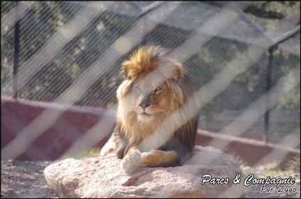 zoo frejus - Carnivores - lions - 055