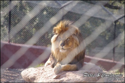 zoo frejus - Carnivores - lions - 056